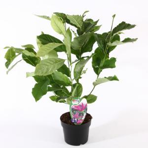 Magnolia struik Susan - 200 - 250 cm - 4 stuks