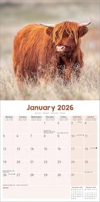 Highland Cows Calendar 2026 Square Animal Wall Calendar - 16 Month