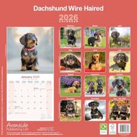 Teckel Ruwhaar Kalender 2026 - thumbnail