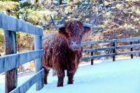 Tuinschilderij hoogl wntr 70x50 Customize-it - Customize it - thumbnail