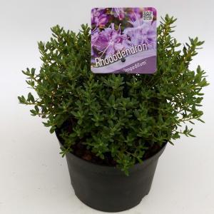 Dwerg rododendron (Rhododendron "Lavendula") heester