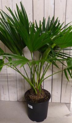 Livistona Australis Waaierpalm 80 cm kamerplant Warentuin Natuurlijk - Warentuin natuurlijk