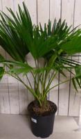 Livistona Australis Waaierpalm 80 cm kamerplant Warentuin Natuurlijk - Warentuin natuurlijk - thumbnail