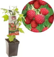 Zomerframboos (rubus idaeus "Glen Ample") fruitplanten - In 5 liter pot - 1 stuks - thumbnail