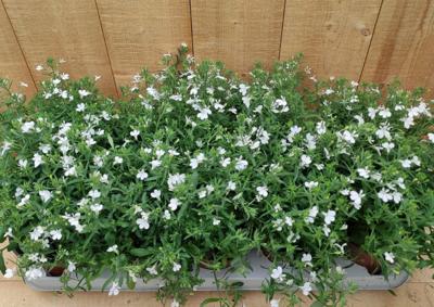 Lobelia 10 potjes per tray wit Warentuin Natuurlijk - Warentuin natuurlijk