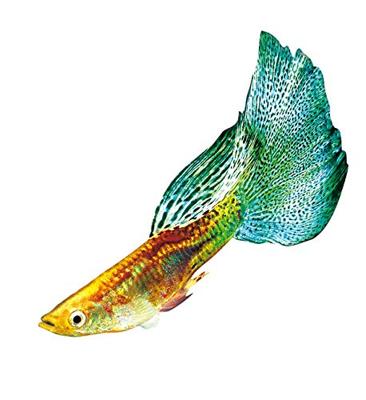 Sera Guppy Gran Nature 100ml - Voer voor Siervissen met 4% Spirulina, Zonder Kleurstoffen