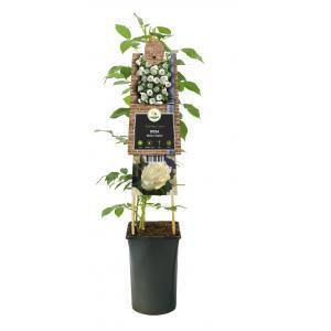 Klimplant Rosa White Climber - Klimroos Wit