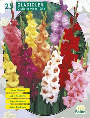 Zomer Bloembollen Gladiolus Gemengd per 25 Baltus - Baltus