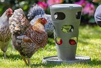 Beeztees kippen voertoren grijs 30x30x36cm kip - thumbnail