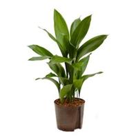 Aspidistra elatior L hydrocultuur plant - thumbnail