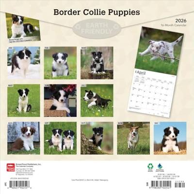 Border Collie Puppies Kalender 2026 Border Collie Puppies Kalender 2026