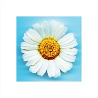 Kunstdruk Big Daisy 40x40cm - thumbnail