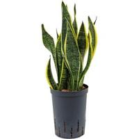 Sansevieria futura superba M hydrocultuur plant - thumbnail