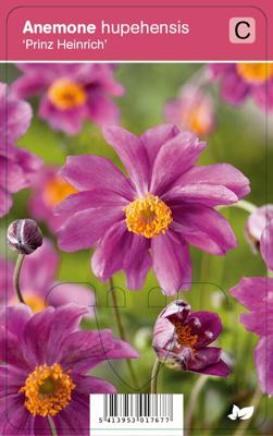 Herfstanemoon (anemone hupehensis "Prinz Heinrich") najaarsbloeier - 12 stuks