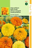 Zaden Tagetes hoge Afrikaan Sunset Giants gemengd Hortitops - Hortitops - thumbnail