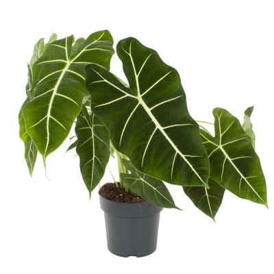 Alocasia Frydek - P21