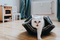 Kattenmand Lugano - thumbnail