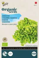 Biologische Andijvie Gele Volhart - thumbnail