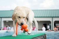 KONG WUBBA WET ASSORTI 35,5X9X9 CM - thumbnail