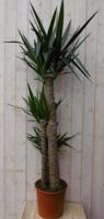 Palmlelie Yucca Elephantipes potmaat 26 cm H140-160 cm 3 stammen kamerplant Warentuin Natuurlijk - Warentuin natuurlijk - thumbnail