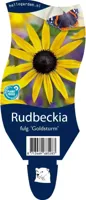 Rudbeckia fulg. Goldsturm vaste plant Griffioen - Griffioen - thumbnail