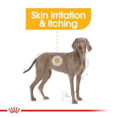 Royal Canin Dermacomfort Maxi hondenvoer 3kg - thumbnail