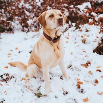 HUNTER Hondenhalsband Canadian Up, bruin, Maat: 55