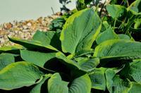 Funkia, Hartlelie - thumbnail