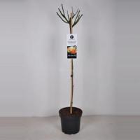 Rozen Hansestadt Rostock op stam - Stam 90 cm - 3 stuks - thumbnail