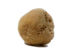 Menstruatiesponsjes van De Groene Cup – 2 stuks - herbruikbaar