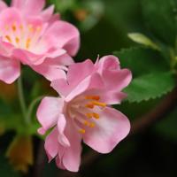 Pruimenbloesem Kunsttak 48cm Rose - thumbnail