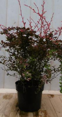 Zuurbes Berberis thunbergii rood 70 cm (bladverliezend) Warentuin Natuurlijk - Warentuin natuurlijk