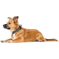 HUNTER Hondenhalsband Maldon, zwart/grijs, Maat: XL - thumbnail