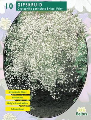 Zomer Bloembollen Gypsophilia Pan, Wit per 10 Baltus - Baltus Zomer Bloembollen Gypsophilia Pan, Wit per 10 Baltus - Baltus