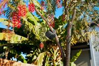 Sony SRSXB100L Draagbare Bluetooth Speaker Blauw - thumbnail