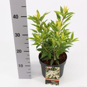 Rotsheide (Pieris Japonica “Brouwers Beauty”) heester - 30-40 cm (C4.5) - 9 stuks