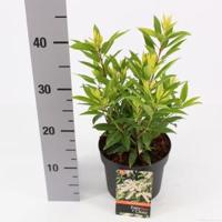 Rotsheide (Pieris Japonica “Brouwers Beauty”) heester - 30-40 cm (C4.5) - 9 stuks - thumbnail