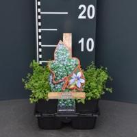 Laurentia (isotoma fluviatilis) bodembedekker - 4-pack - 1 stuks - thumbnail