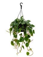 Philodendron scandens M hangplant - thumbnail