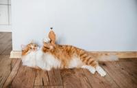 JOSERA JosiCat Kitten - droog kattenvoer - 10 kg - thumbnail