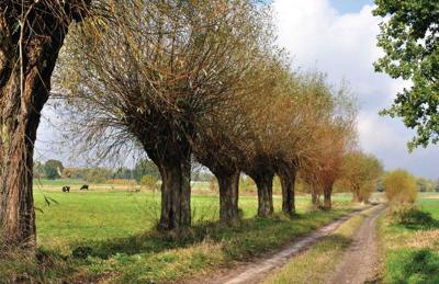 Knotwilgen pad 140x90cm Tuindoek Customize-it - Customize it