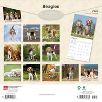 Beagle Kalender 2026 - thumbnail