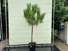 Pijnboom - hoogte 220 cm