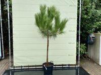 Pijnboom - hoogte 220 cm - thumbnail