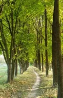 Alexsar Art Tuindoek bomen laantje 210x140cm - thumbnail