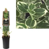 Grootbladige Kardinaalsmuts (Euonymus fortunei "Emerald Gaiety") klimplant - thumbnail