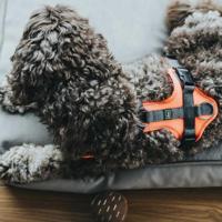 HUNTER Hondentuigje Maldon Up, rood/grijs, Maat: M-L - thumbnail