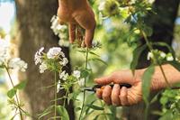 Fiskars 1051600 Solid™ SP130 Tuinschaar 215 mm - thumbnail