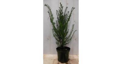 Taxus 70 cm Warentuin Natuurlijk - Warentuin natuurlijk