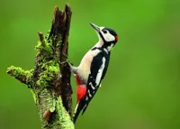 Alexsar Art Tuinschilderij woodpecker 70x50cm - thumbnail